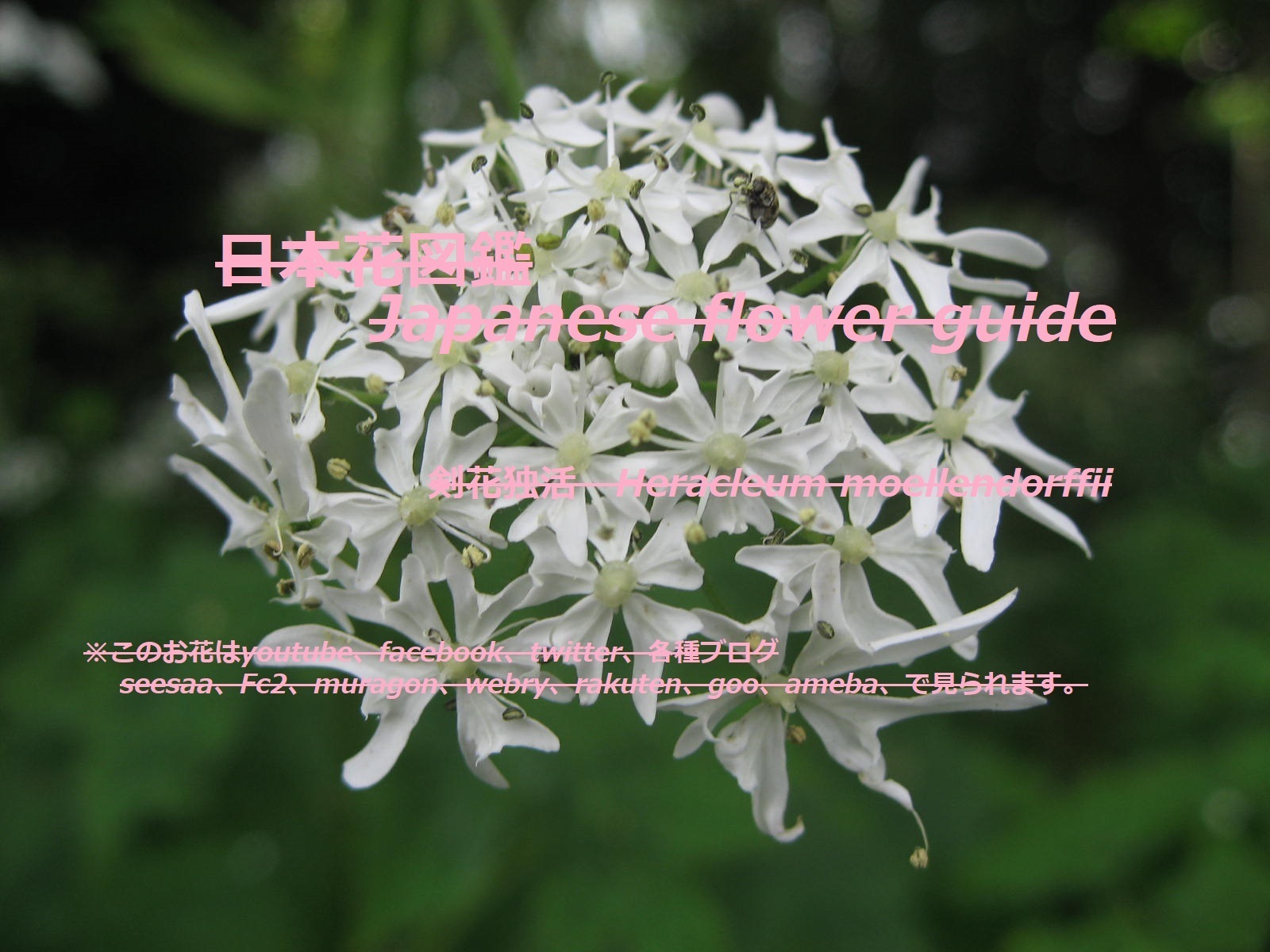 野の花を検索 季節の花 日本花図鑑 動スライドショーとピアノ音楽