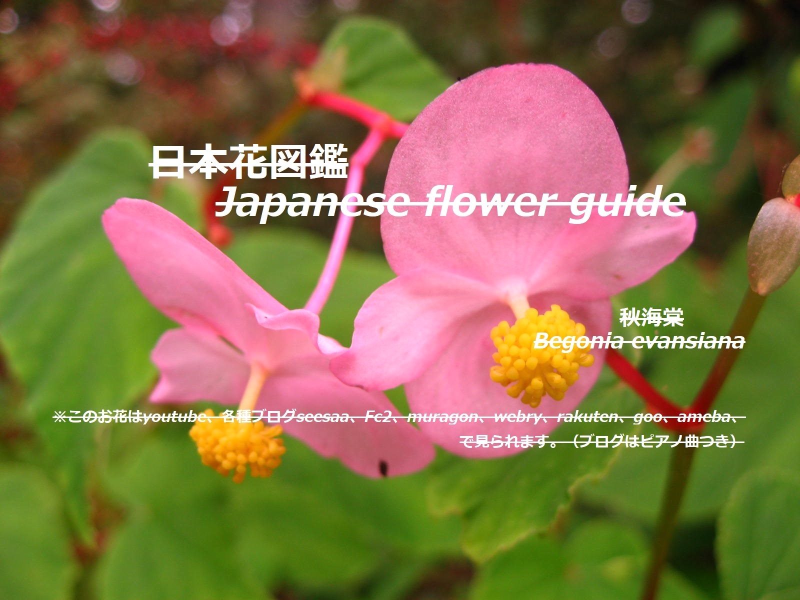 野の花を検索 季節の花 日本花図鑑 動スライドショーとピアノ音楽