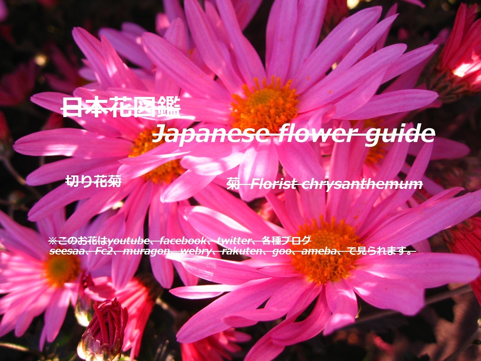 4 季節の花 日本花図鑑 動スライドショーとピアノ音楽