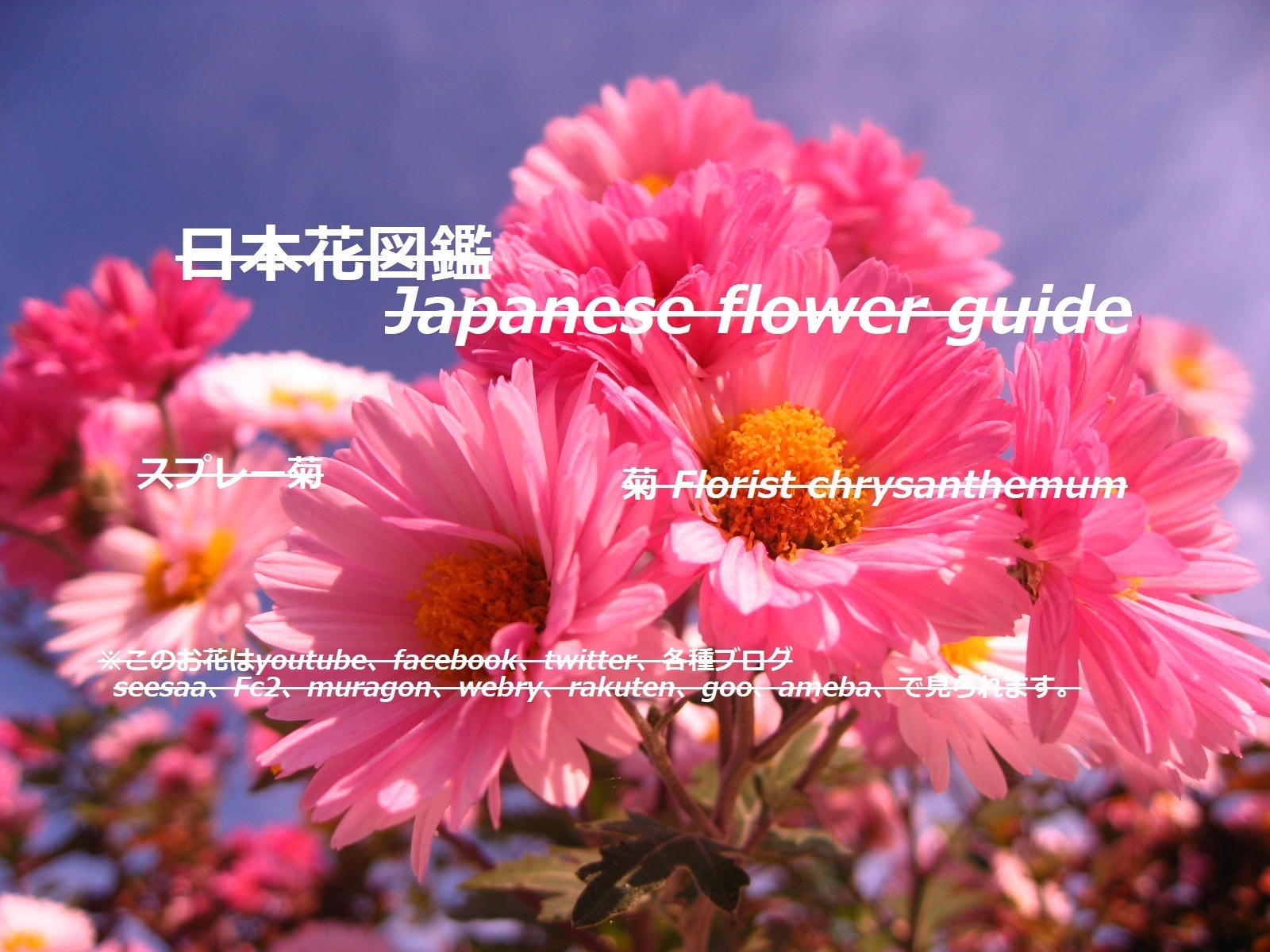 菊の花を検索 季節の花 日本花図鑑 動スライドショーとピアノ音楽