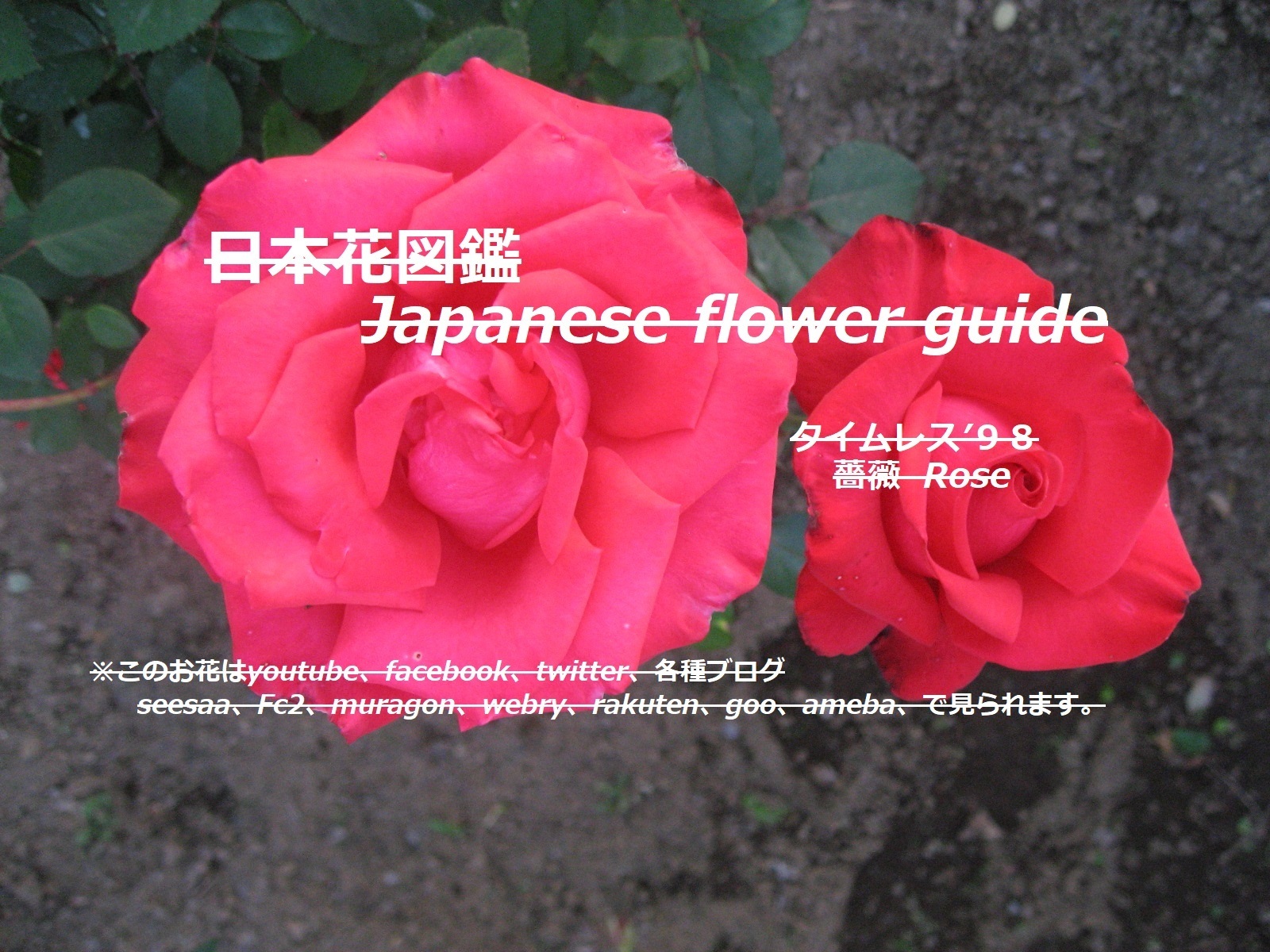 薔薇の花を検索 季節の花 日本花図鑑 動スライドショーとピアノ音楽