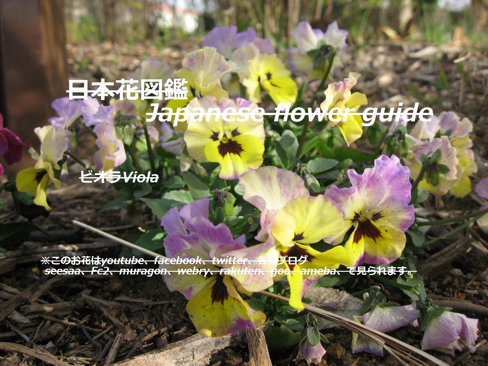 栽培種の花を検索 季節の花 日本花図鑑 動スライドショーとピアノ音楽