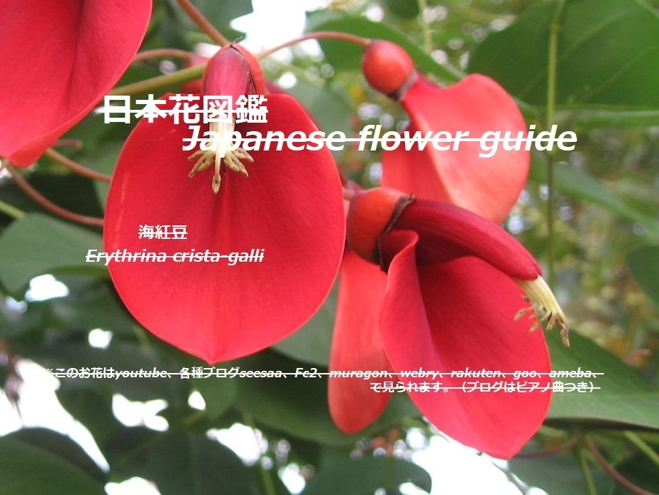 樹木の花を検索 季節の花 日本花図鑑 動スライドショーとピアノ音楽