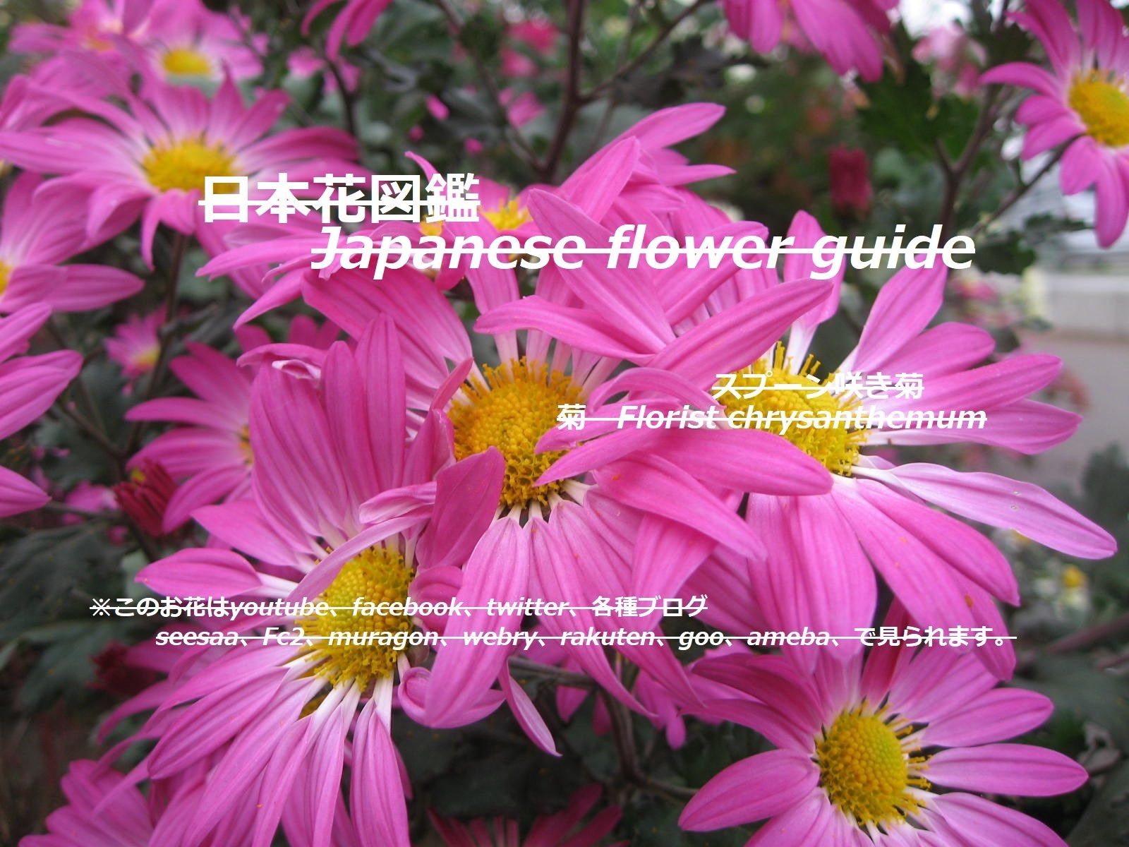 春を呼ぶ？！Call spring? !!: 季節の花！日本花図鑑 動スライドショー 