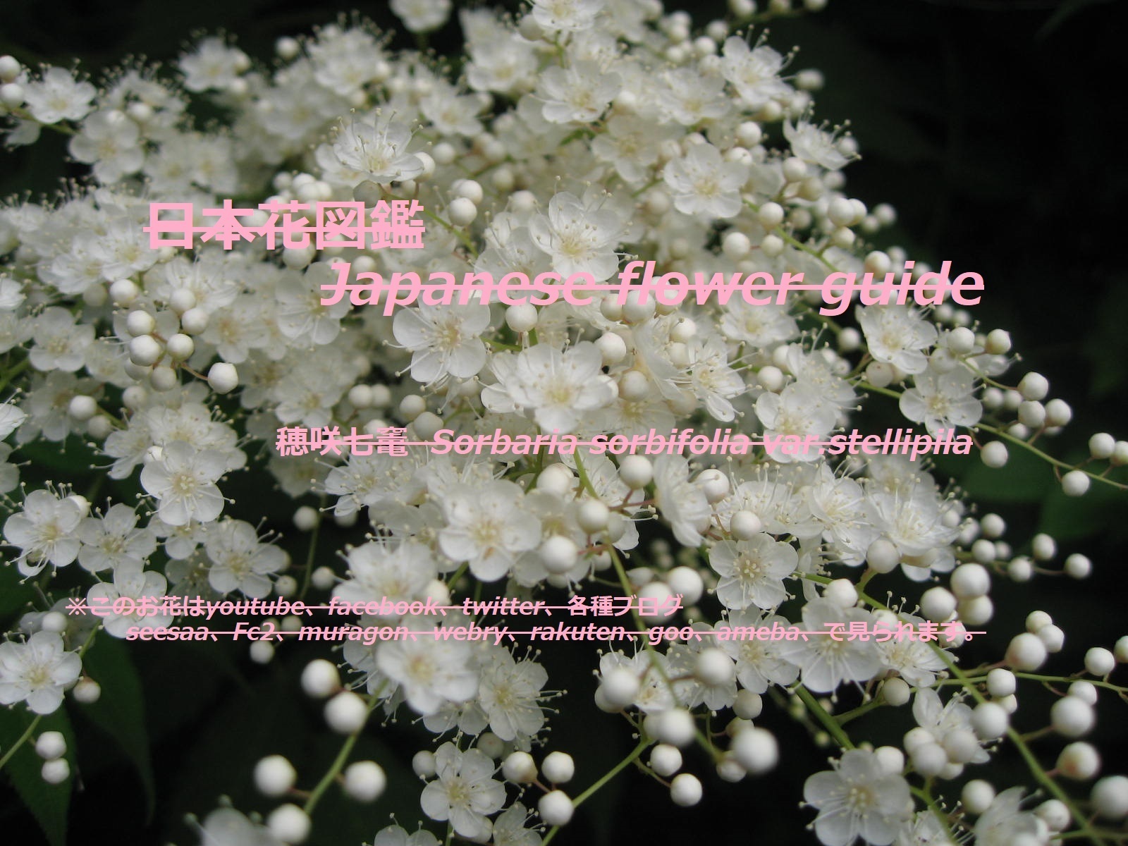 樹木の花を検索 季節の花 日本花図鑑 動スライドショーとピアノ音楽