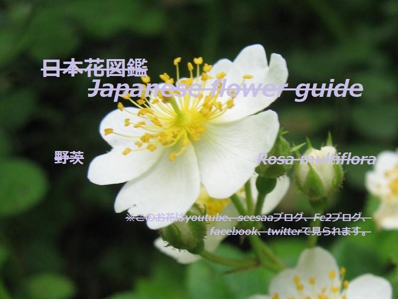 薔薇の花を検索 季節の花 日本花図鑑 動スライドショーとピアノ音楽