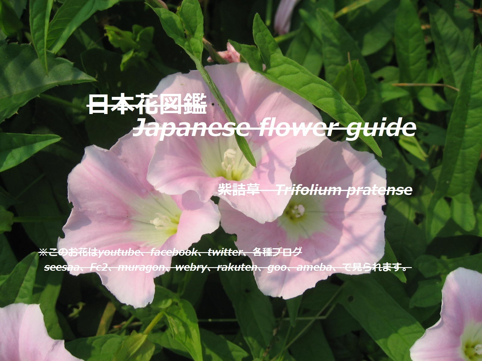 蔓に咲く花を検索 季節の花 日本花図鑑 動スライドショーとピアノ音楽