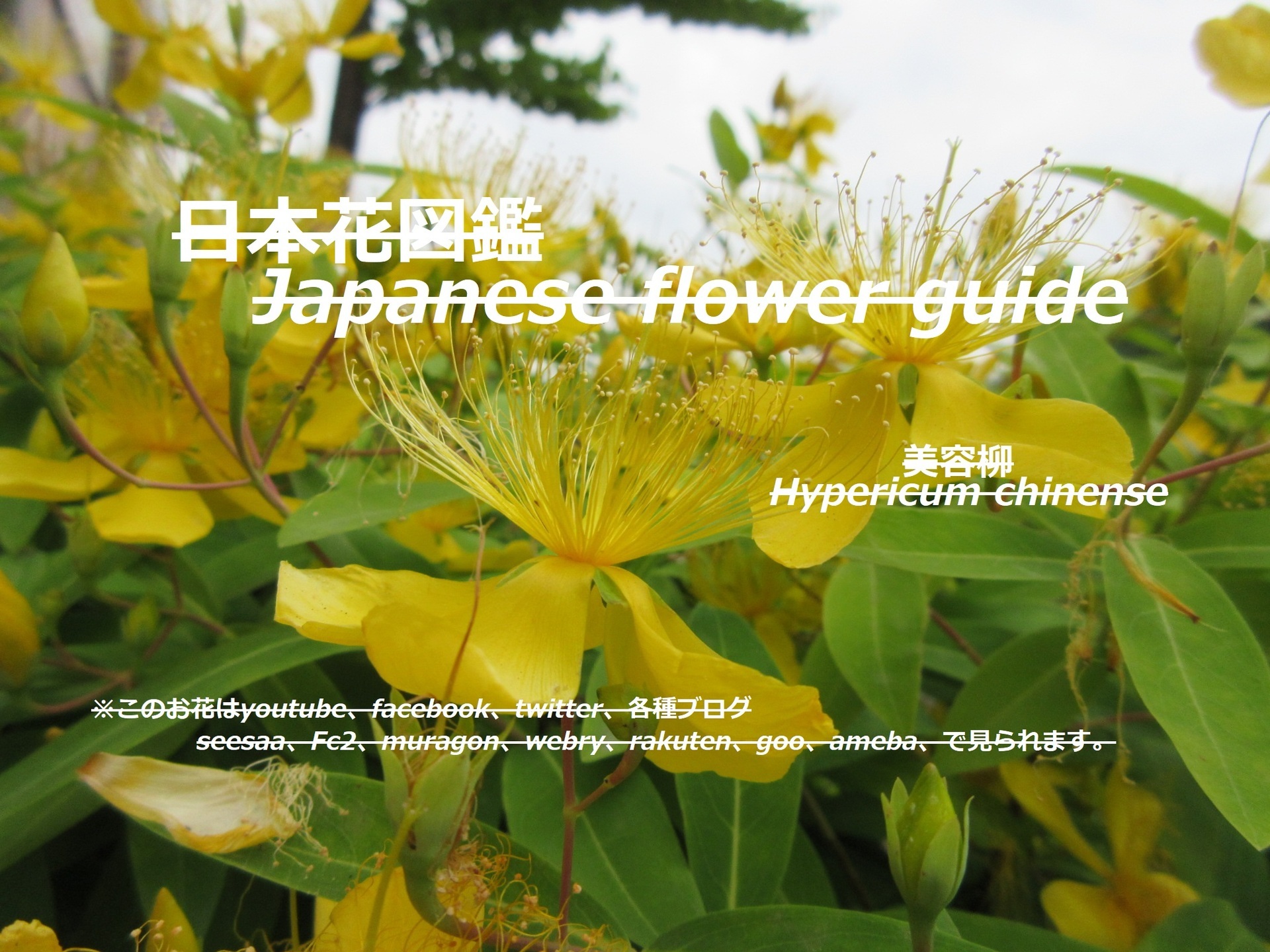 開花月１ ５月 検索 季節の花 日本花図鑑 動スライドショーとピアノ音楽