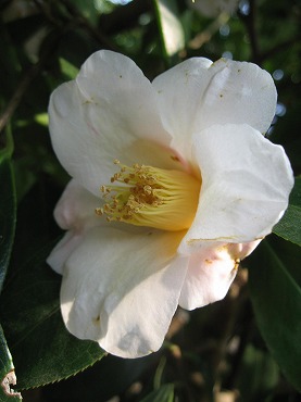 椿 つばき 侘助 わびすけ 季節の花 日本花図鑑 動スライドショーとピアノ音楽