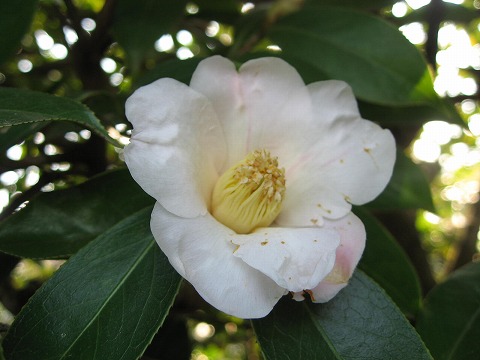 椿 つばき 侘助 わびすけ 季節の花 日本花図鑑 動スライドショーとピアノ音楽