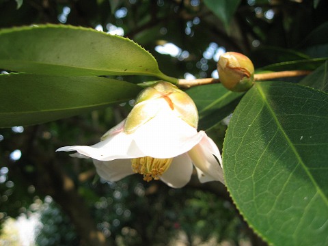 椿 つばき 侘助 わびすけ 季節の花 日本花図鑑 動スライドショーとピアノ音楽