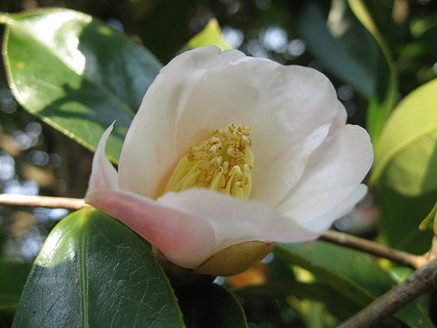 椿 つばき 侘助 わびすけ 季節の花 日本花図鑑 動スライドショーとピアノ音楽