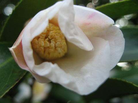 椿 つばき 侘助 わびすけ 季節の花 日本花図鑑 動スライドショーとピアノ音楽