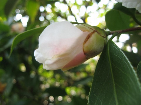 椿 つばき 侘助 わびすけ 季節の花 日本花図鑑 動スライドショーとピアノ音楽